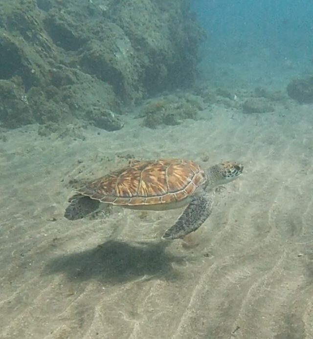 snorkel-Tenerife
