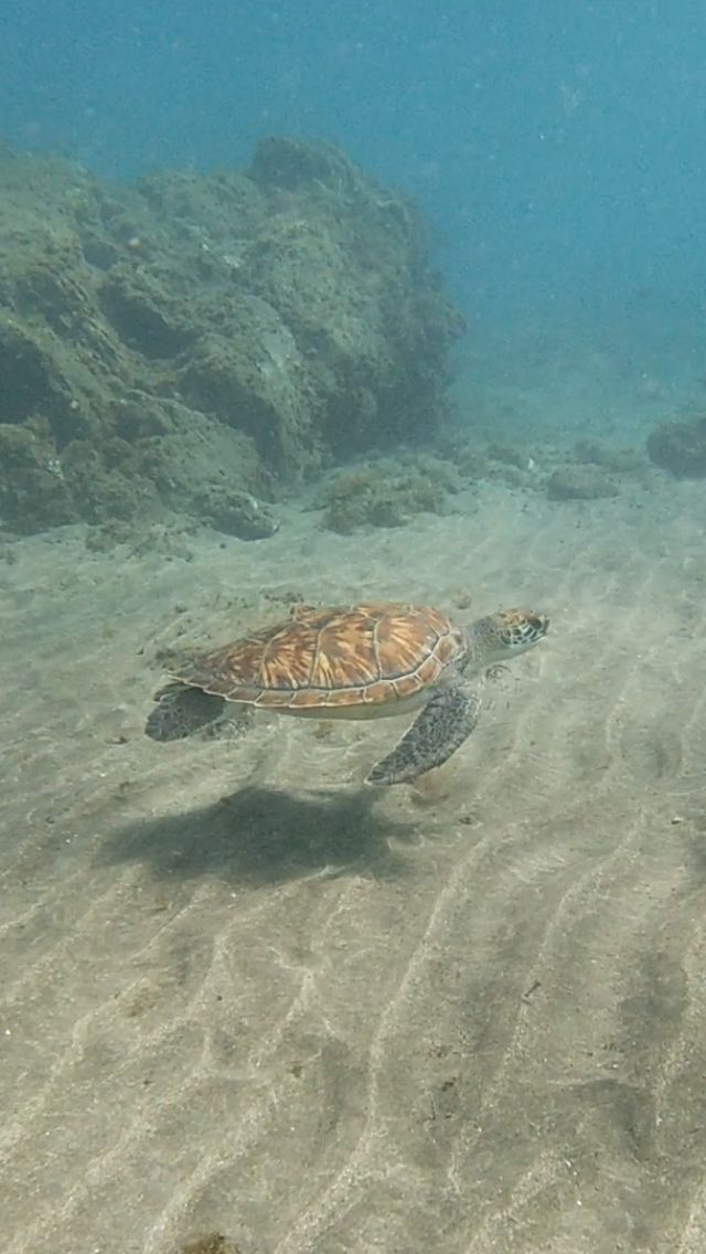 snorkel-Tenerife